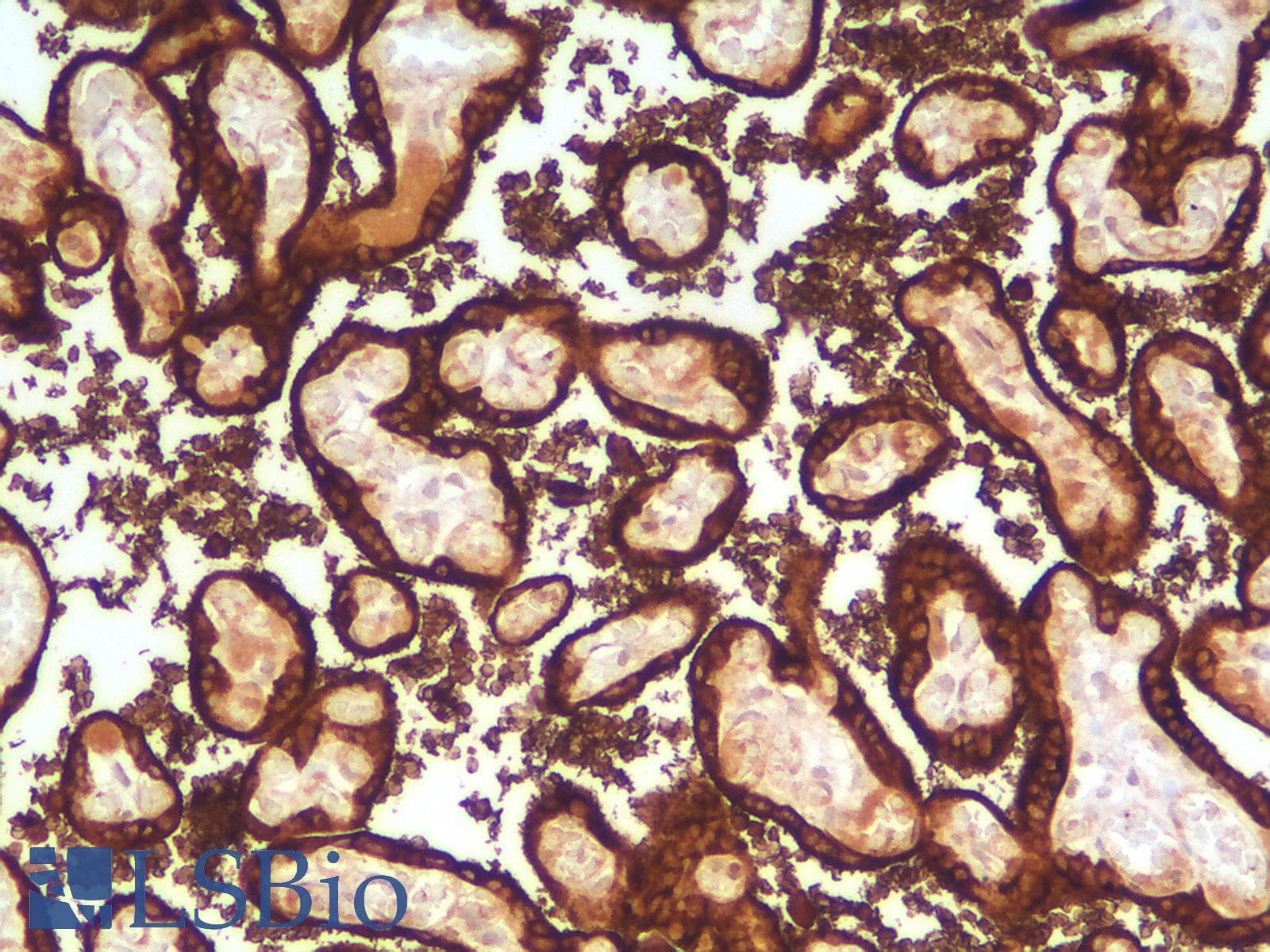 PathPlus™ GH / Growth Hormone Antibody (aa58-187, clone rGH/1450)