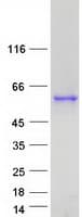 Human SEPT8 / Septin 8 Protein (Recombinant Myc-DDK (Flag))
