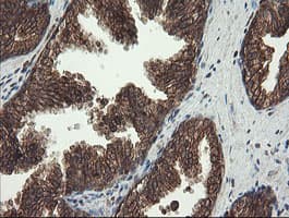 CXorf26 Antibody (clone OTI5A11)