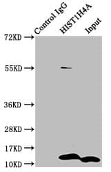 HIST1H4I Antibody