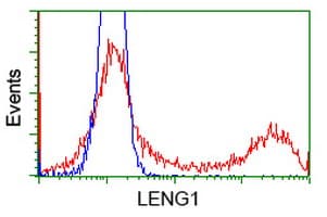 LENG1 Antibody (clone OTI10A7)