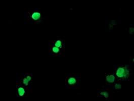PADI4 / PAD4 Antibody (clone OTI6A2, Carrier-free)