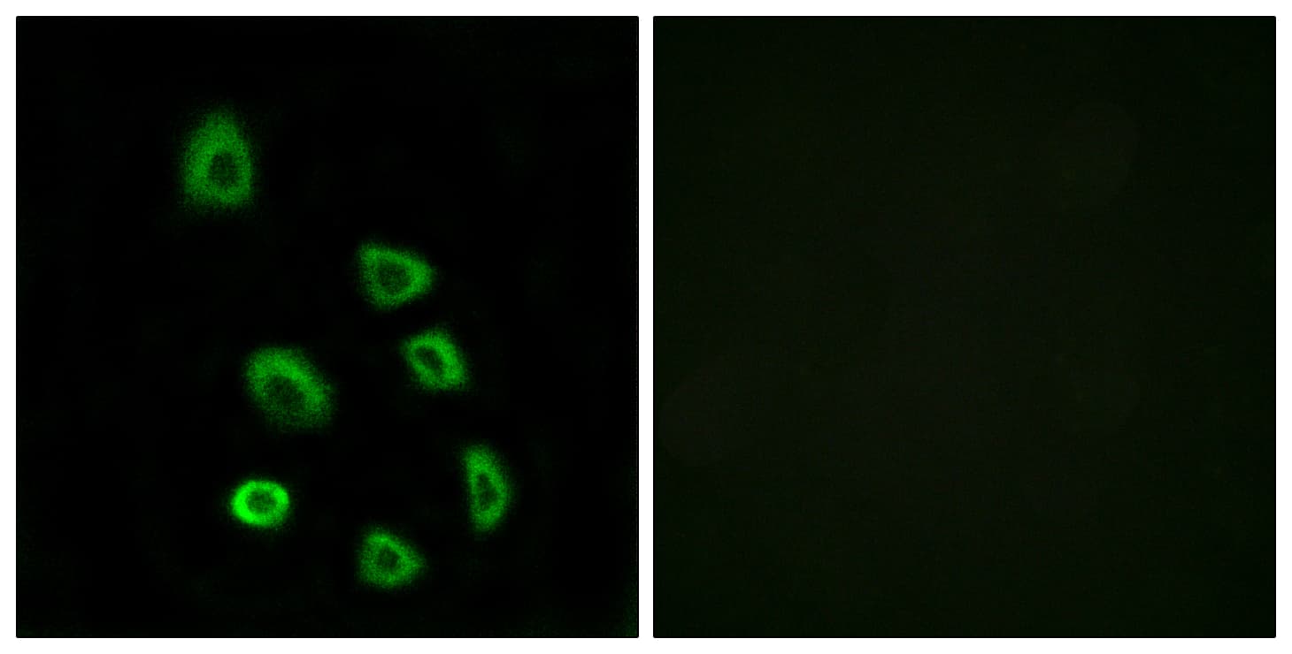 Polyclonal Rabbit anti-Human OR5K1 Antibody (aa56-105, IF, WB)