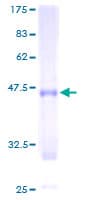 Human CLCF1 Protein (Recombinant GST)