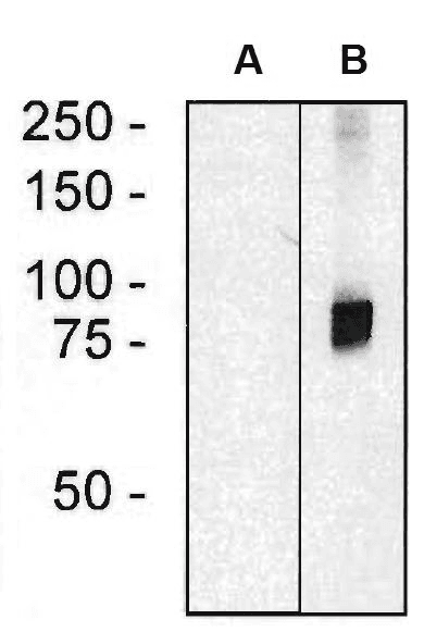 Monoclonal Mouse anti-Human ARHGEF4 Antibody (clone ARHGEF-08, aa143-271, WB)