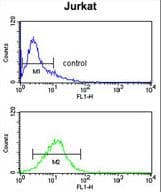 MYO1A Antibody (aa276-304)
