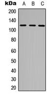 NEK9 Antibody (phospho-Thr210)