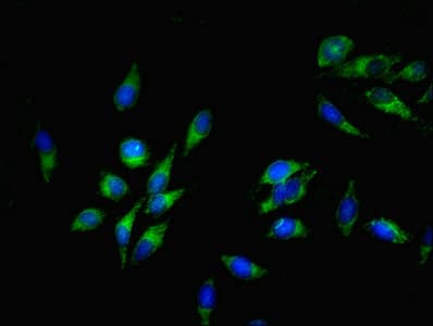 SLC35F6 Antibody