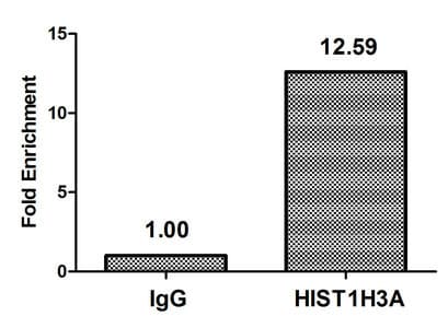 HIST1H3A Antibody