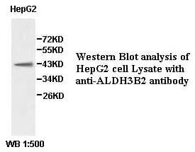 Polyclonal Rabbit anti-Human ALDH3B2 Antibody (aa56-288, WB)