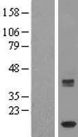 ISCA1 Protein (Over-Expression Lysate Myc-DDK (Flag))