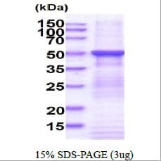 Human FUCA2 Protein (Recombinant His)