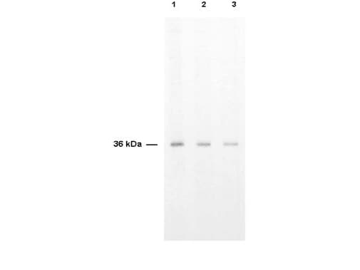 IHC-plus™ TS / Thymidylate Synthase Antibody