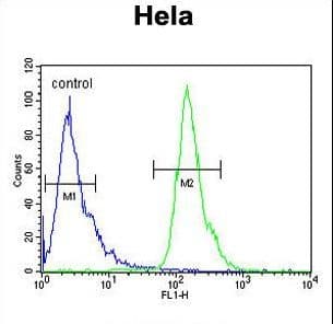 Polyclonal Rabbit anti-Human POTEH Antibody (aa32-60, WB)