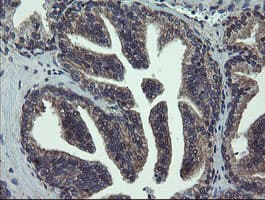 VBP1 Antibody (clone OTI2F2)