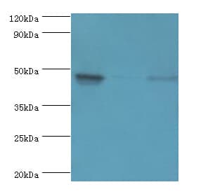 PDK2 Antibody (aa128-407)