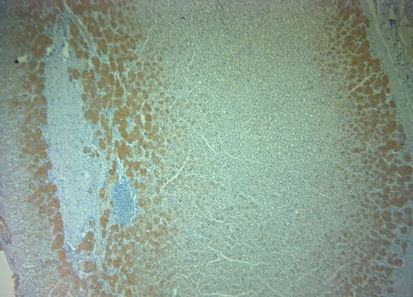 PLDN / Pallidin Antibody (aa50-100)
