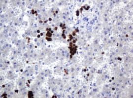 EDAG / HEMGN Antibody (aa260-484, clone OTI2D7)