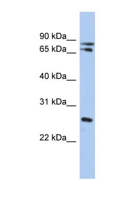OVOL2 Antibody (C-Terminus)