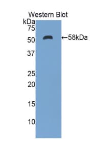 ENPP1 Antibody (aa568-789)