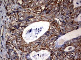 OXSM / KS Antibody (clone OTI1H6)