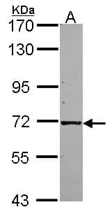 KLC1 / Kinesin Light Chain 1 Antibody (aa114-441)