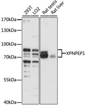 Polyclonal Rabbit anti-Human XPNPEP1 / Aminopeptidase P Antibody (WB)