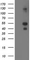 LMCD1 Antibody (clone OTI2F12)