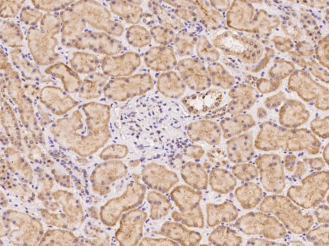 SLFN12 Antibody
