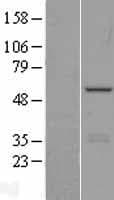 INTS12 Protein (Over-Expression Lysate Myc-DDK (Flag))