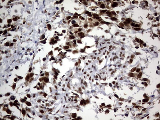 DDX56 Antibody (aa323-547, clone OTI11H7, Carrier-free)