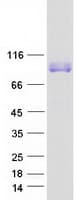 Human LRRC8A / LRRC8 Protein (Recombinant Myc-DDK (Flag))