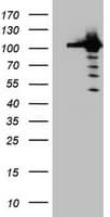 Cullin 4B / CUL4B Antibody (clone OTI1C4)