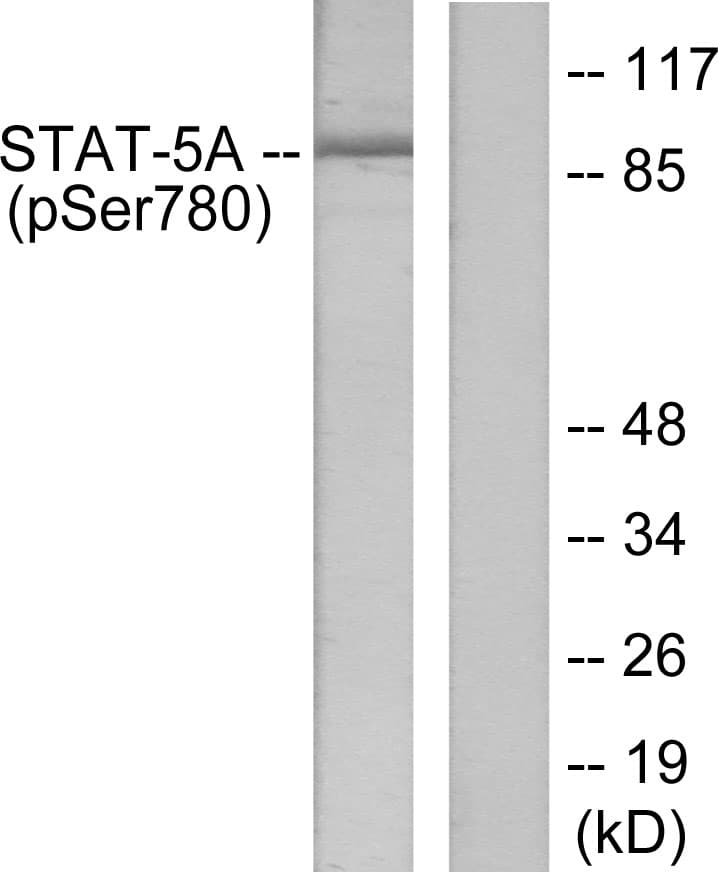 STAT5A Antibody (phospho-Ser780)