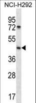 IHC-plus™ SGPP1 Antibody (aa13-42)