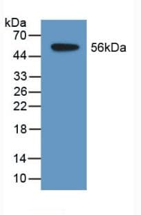 SDSL / Serine Dehydratase-Like Antibody (aa1-229)