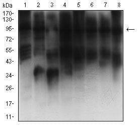 KAT2B / PCAF Antibody (clone 7D12C8)