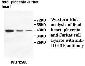 IDH3B Antibody (aa90-378)