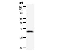 Monoclonal Mouse anti-Human CCNF / Cyclin F Antibody (clone 2123D1a, WB)