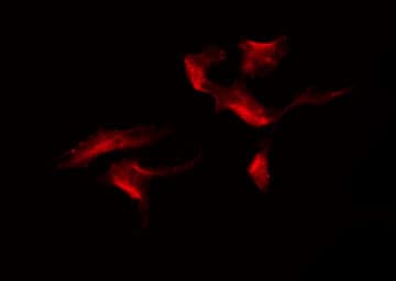 SH2D5 Antibody