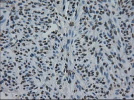 ID3 Antibody (clone OTI15E3)