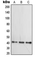 WNT16 Antibody (Internal)