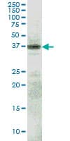 RFNG Antibody (clone 6C7)
