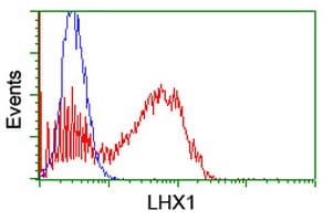 LHX1 Antibody (clone OTI2G3)