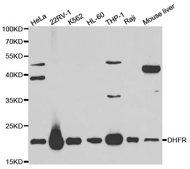 IHC-plus™ DHFR Antibody