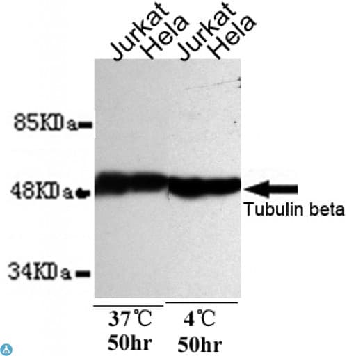 TUBB / Beta Tubulin Antibody