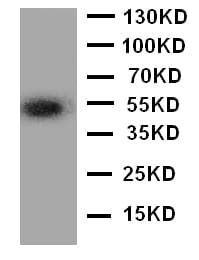 ANGPTL3 Antibody (aa32-48)