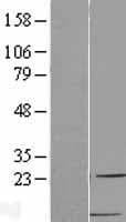 CCL22 / MDC Protein (Over-Expression Lysate Myc-DDK (Flag))