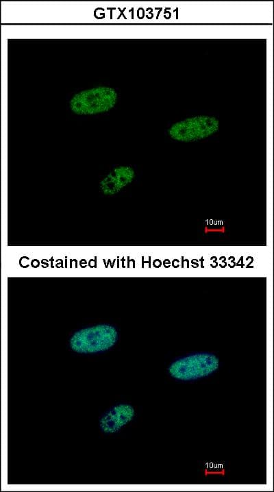 SAMHD1 Antibody (aa122-451)