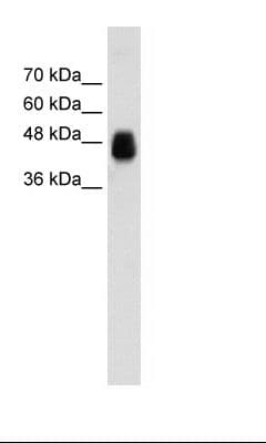 HOMER1 / Homer 1 Antibody (aa101-150)